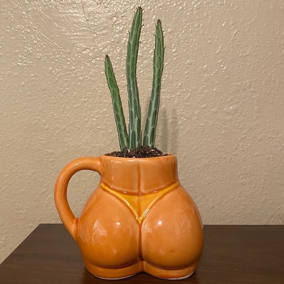 Planter and live cactus - Picture 2 of 2